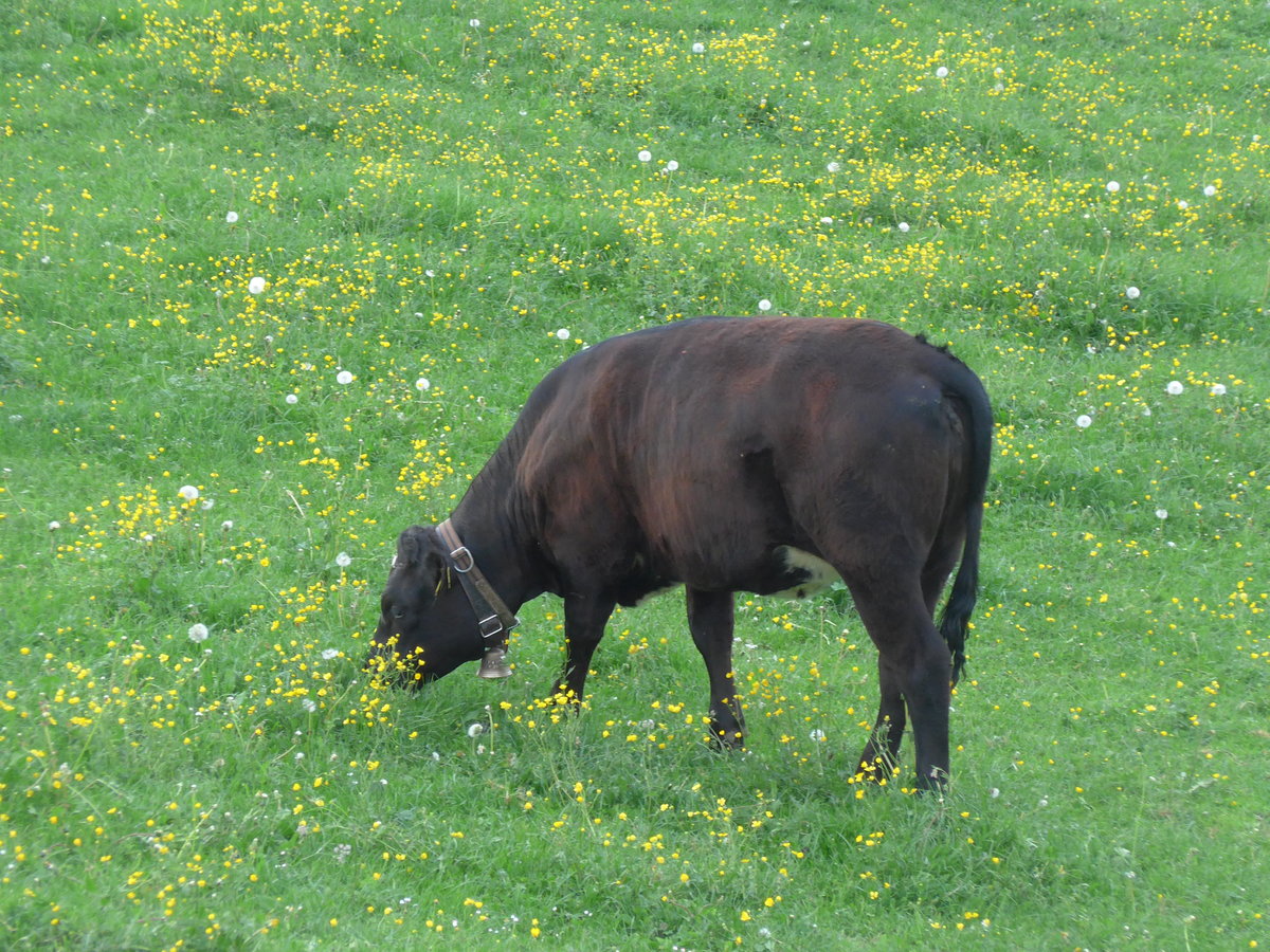 (192'980) - Rind bei der Lueg am 11. Mai 2018 ob Fahrni