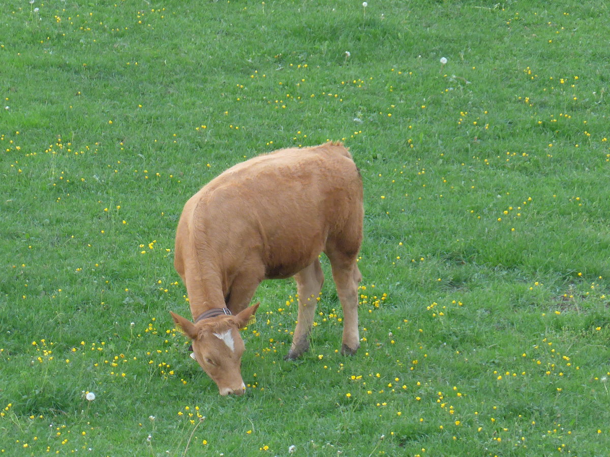(192'981) - Rind bei der Lueg am 11. Mai 2018 ob Fahrni