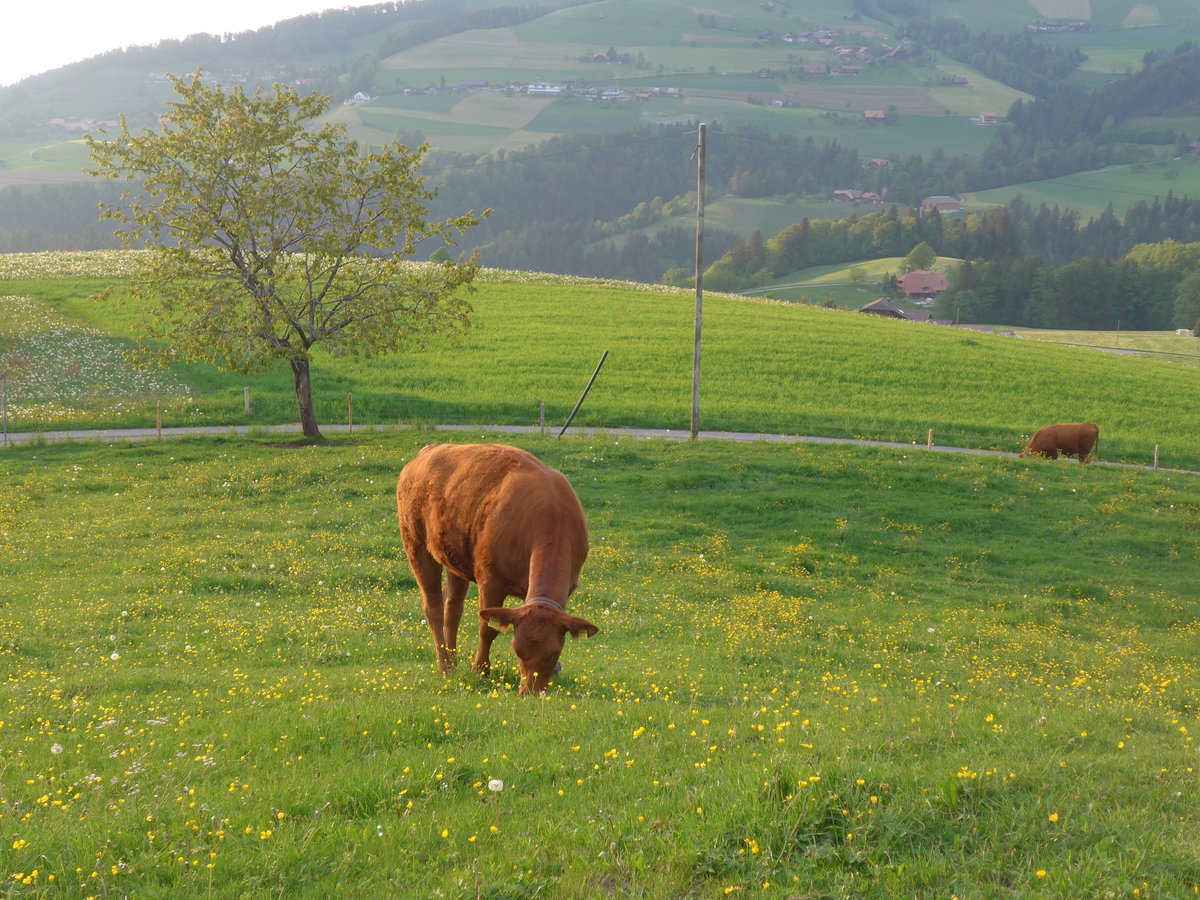(192'997) - Rind am 11. Mai 2018 bei der Lueg ob Fahrni