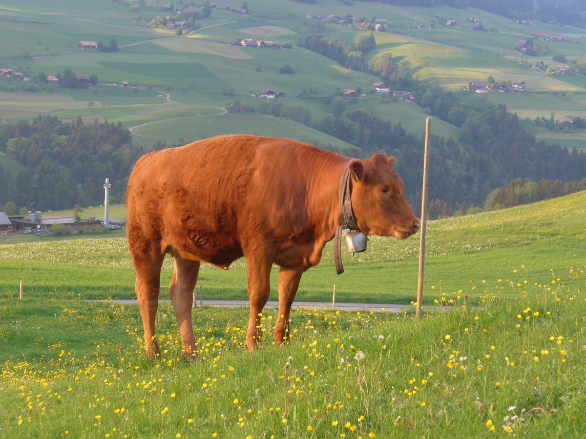 (192'998) - Rind am 11. Mai 2018 bei der Lueg ob Fahrni