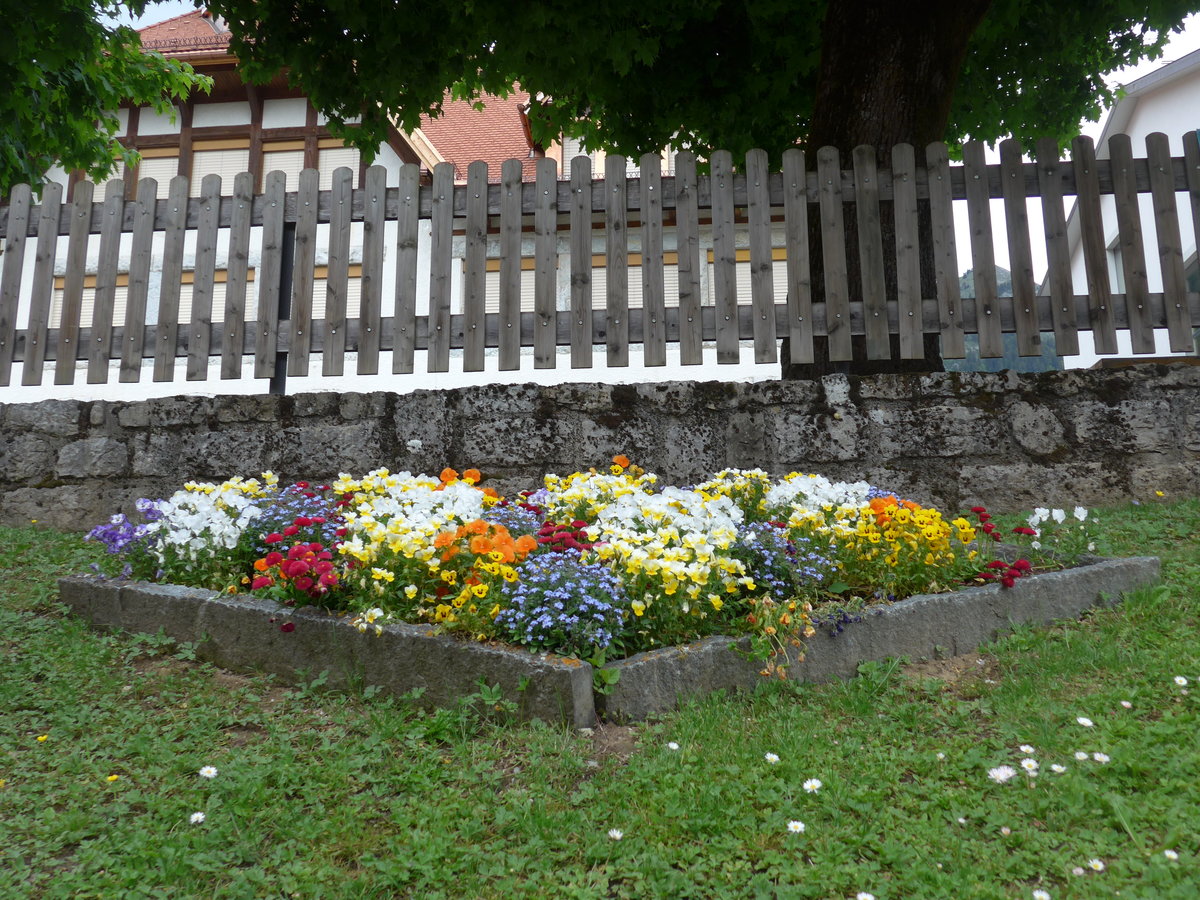 (193'287) - Blumen am 21. Mai 2018 in Ch�teau-d'Oex