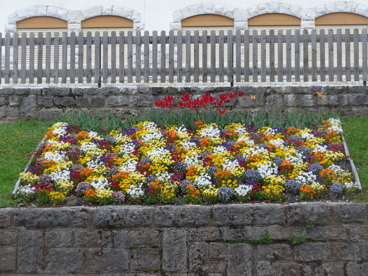 (193'288) - Blumen am 21. Mai 2018 in Ch�teau-d'Oex