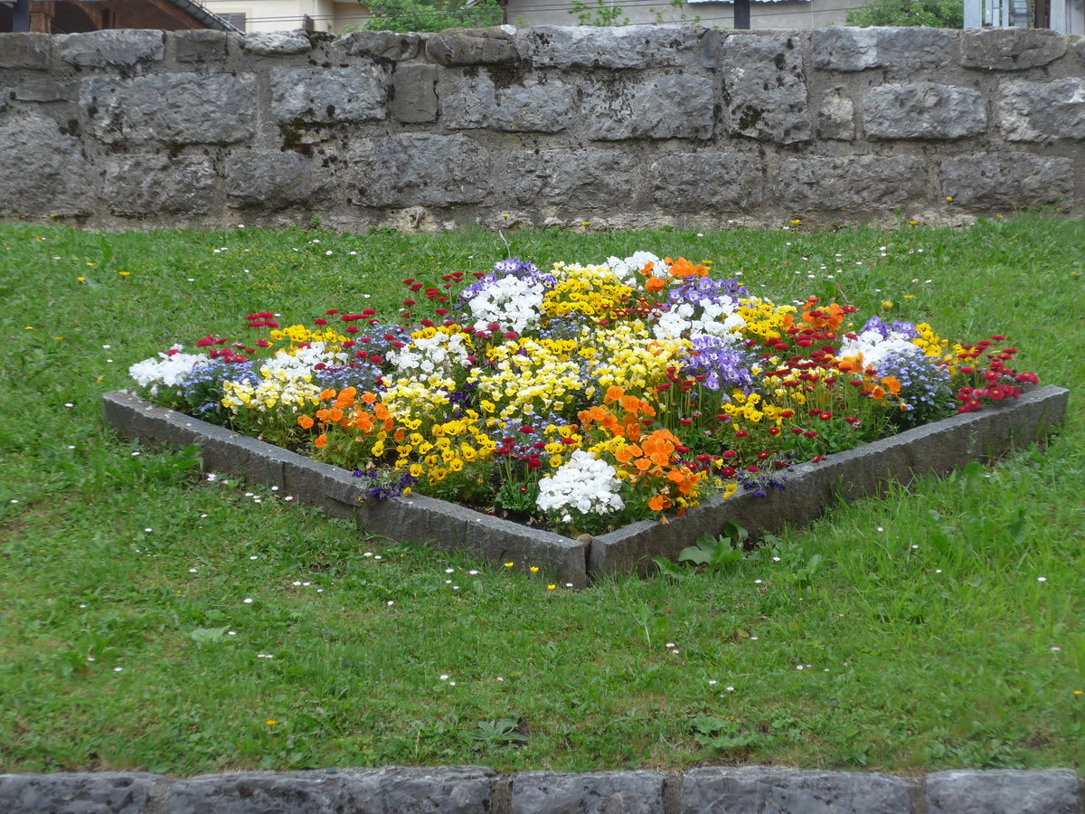 (193'289) - Blumen am 21. Mai 2018 in Ch�teau-d'Oex