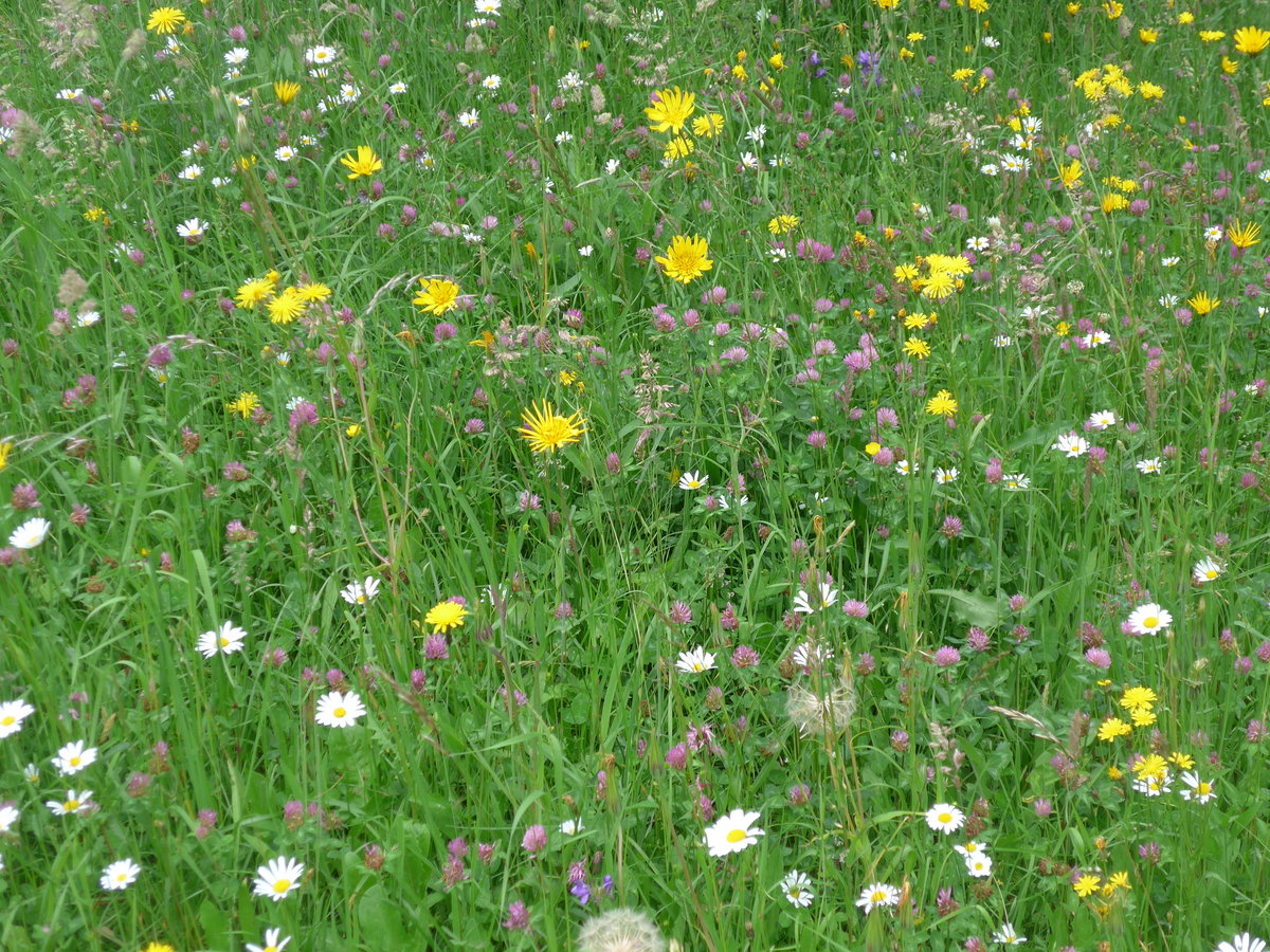 (193'693) - Blumenwiese am 3. Juni 2018 bei Waldh�usern