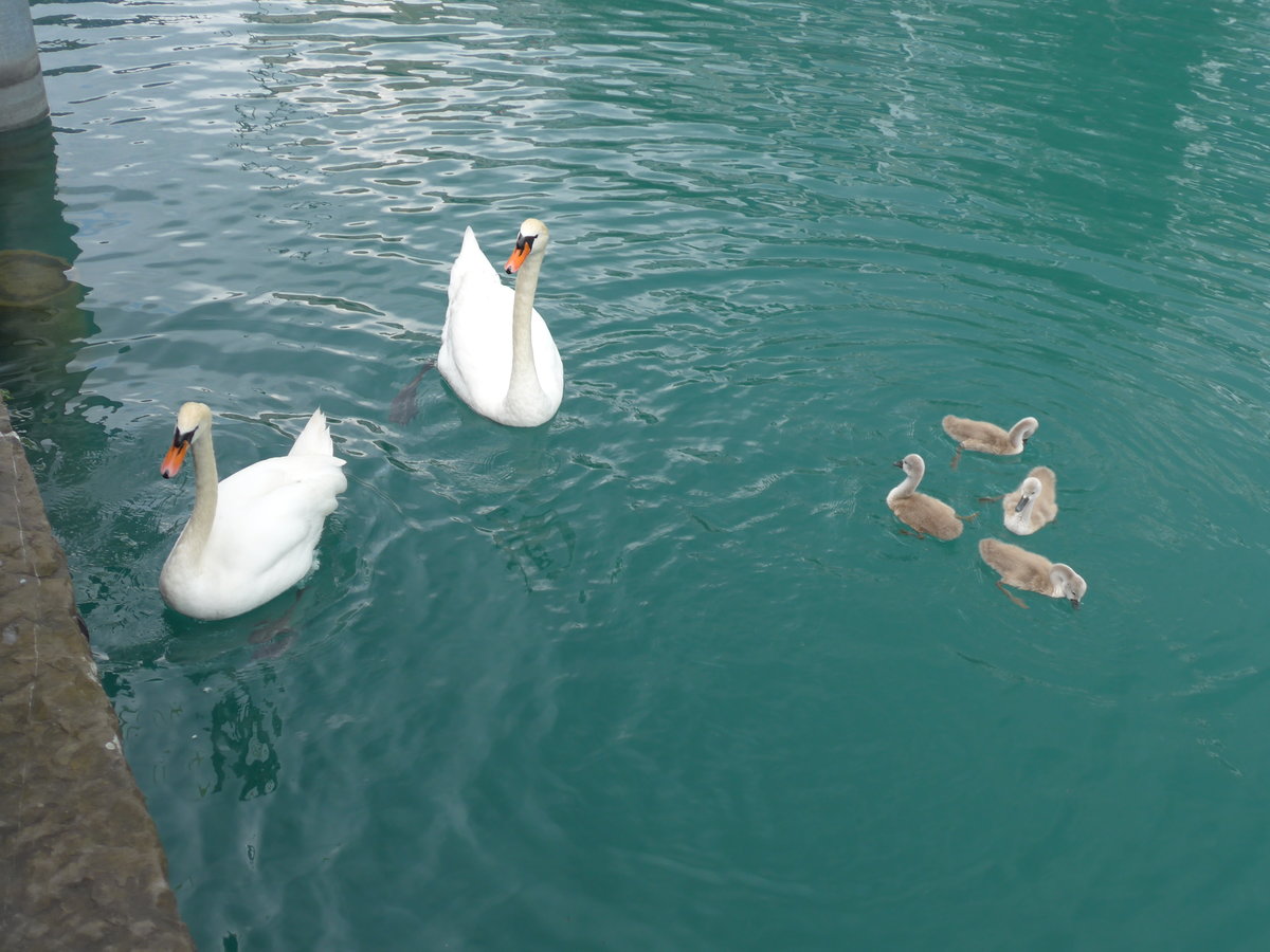 (193'765) - Schwanenfamilie am 8. Juni 2018 bei der Schiffl�ndte Thun