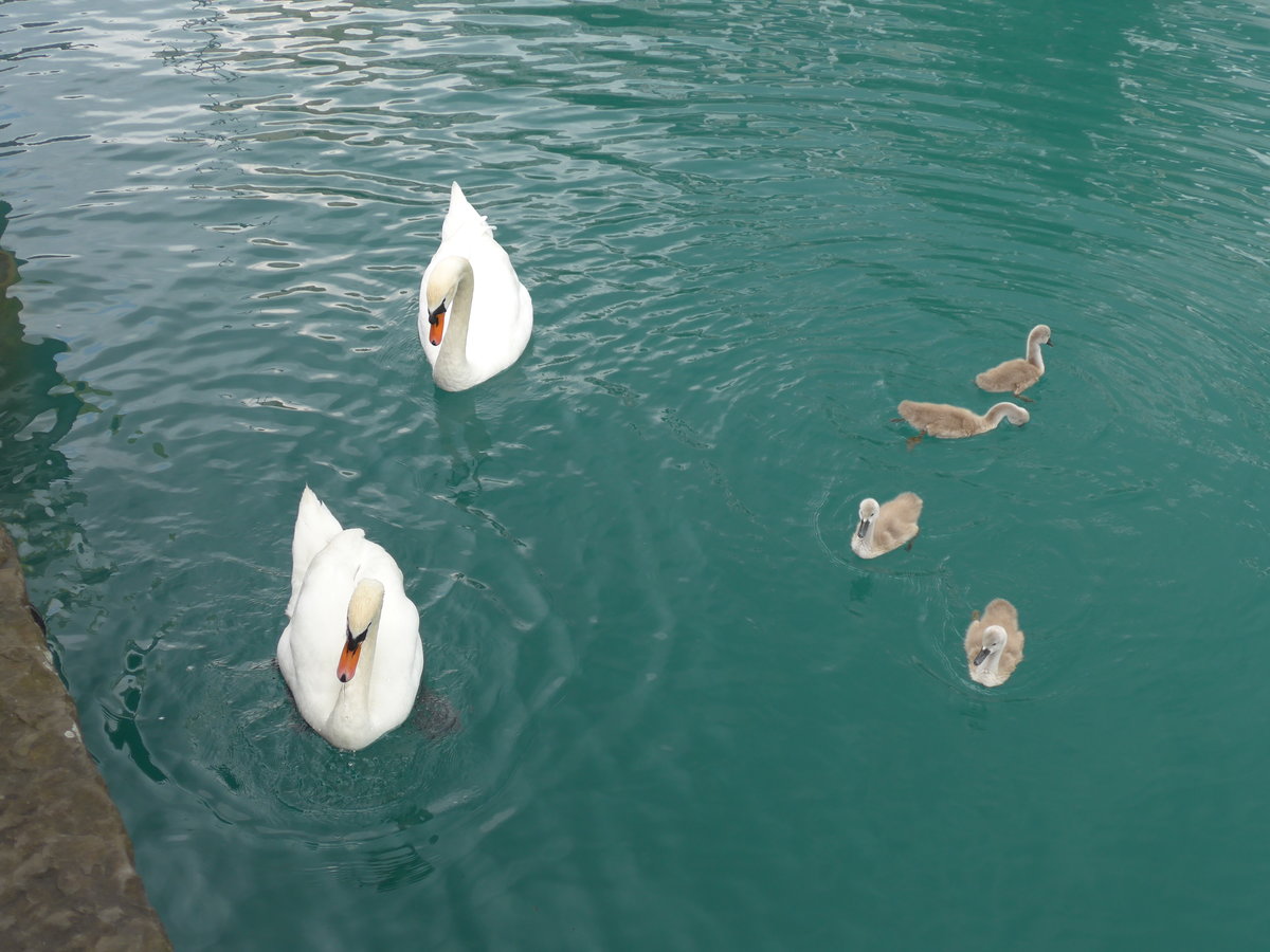 (193'766) - Schwanenfamilie am 8. Juni 2018 bei der Schiffl�ndte Thun