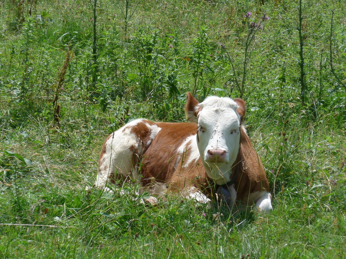 (194'428) - K�lbchen am 25. Juni 2018 bei Lauterbrunnen
