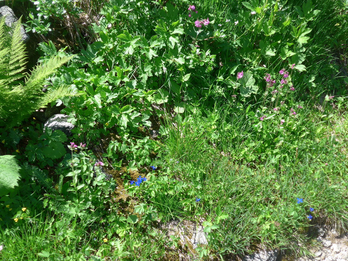 (195'264) - Alpenflora am 29. Juli 2018 am Grimselpass