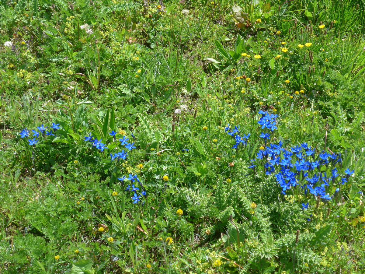 (195'270) - Alpenflora am 29. Juli 2018 auf dem Grimselpass