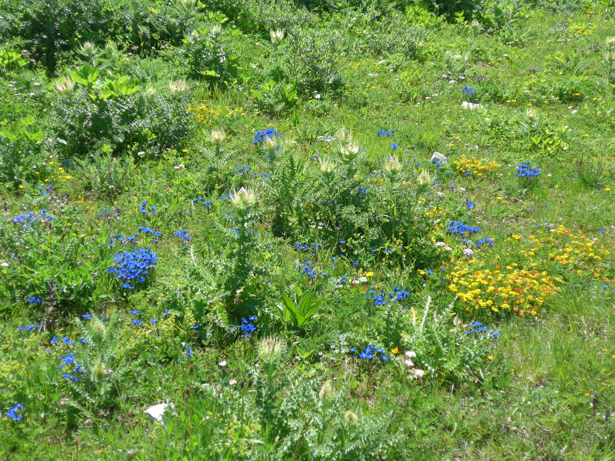 (195'271) - Alpenflora am 29. Juli 2018 auf dem Grimselpass