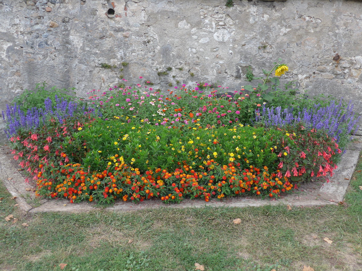 (195'344) - Blumen am 31. Juli 2018 in Grolley