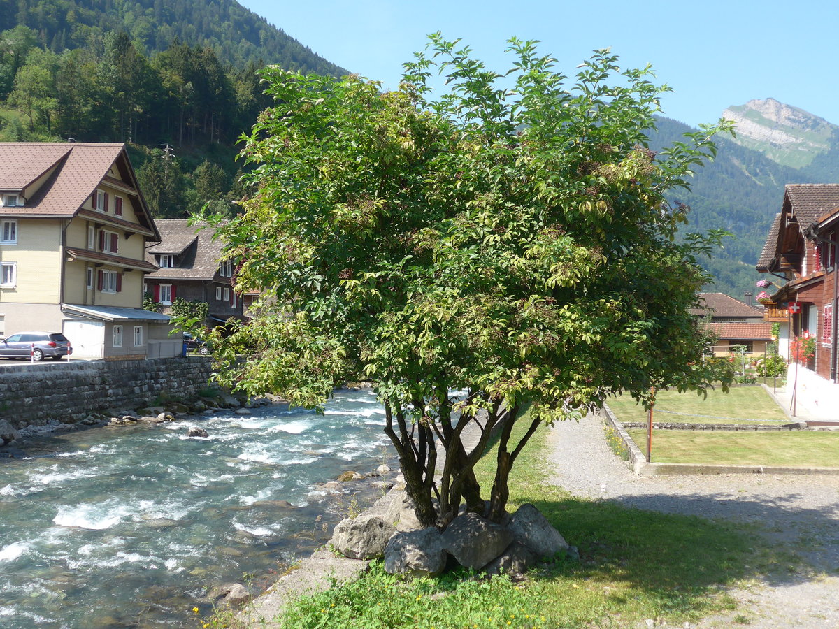 (195'403) - Holunderbaum am 1. August 2018 in Muotatal