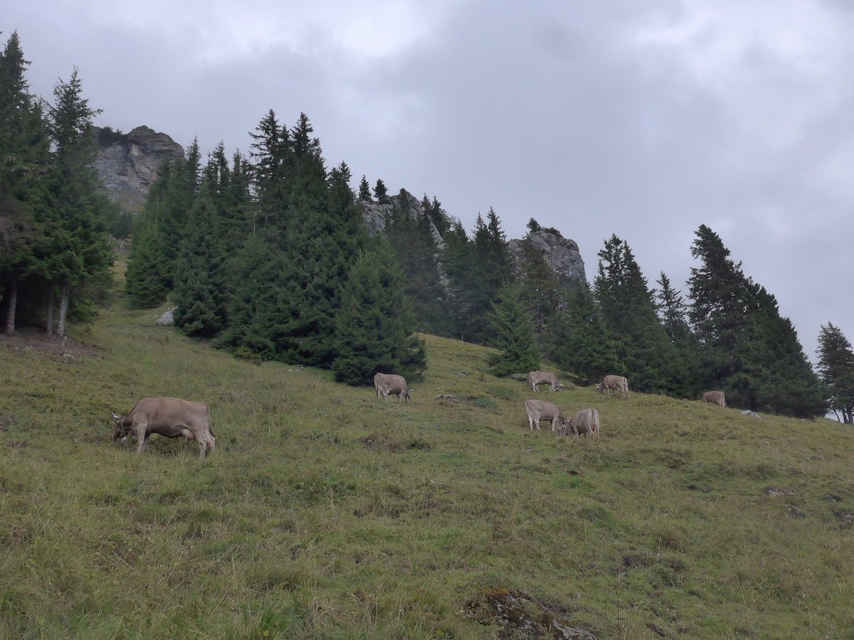 (195'964) - K�he auf der Allmenalp am 18. August 2018 bei Kandersteg