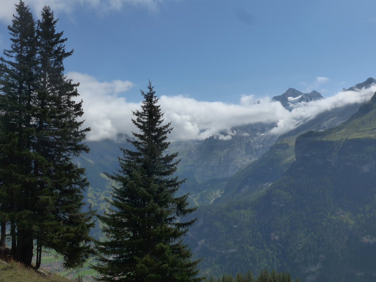(195'965) - Tannen mit Ausblick am 18. August 2018 von der Allmenalp bei Kandersteg aus