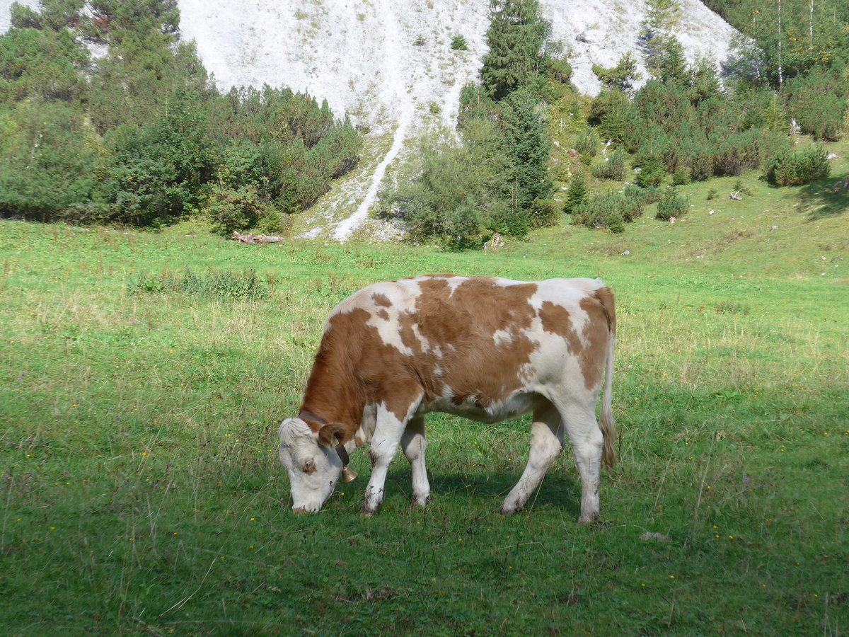 (196'752) - Ein Kalb am 11. September 2018 auf der Gramai Alm