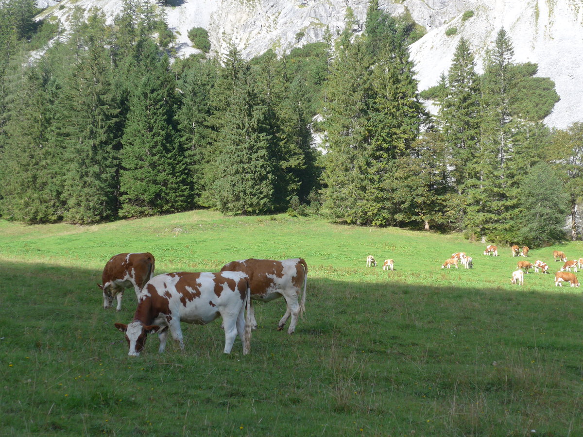 (196'753) - K�lber am 11. September 2018 auf der Gramai Alm