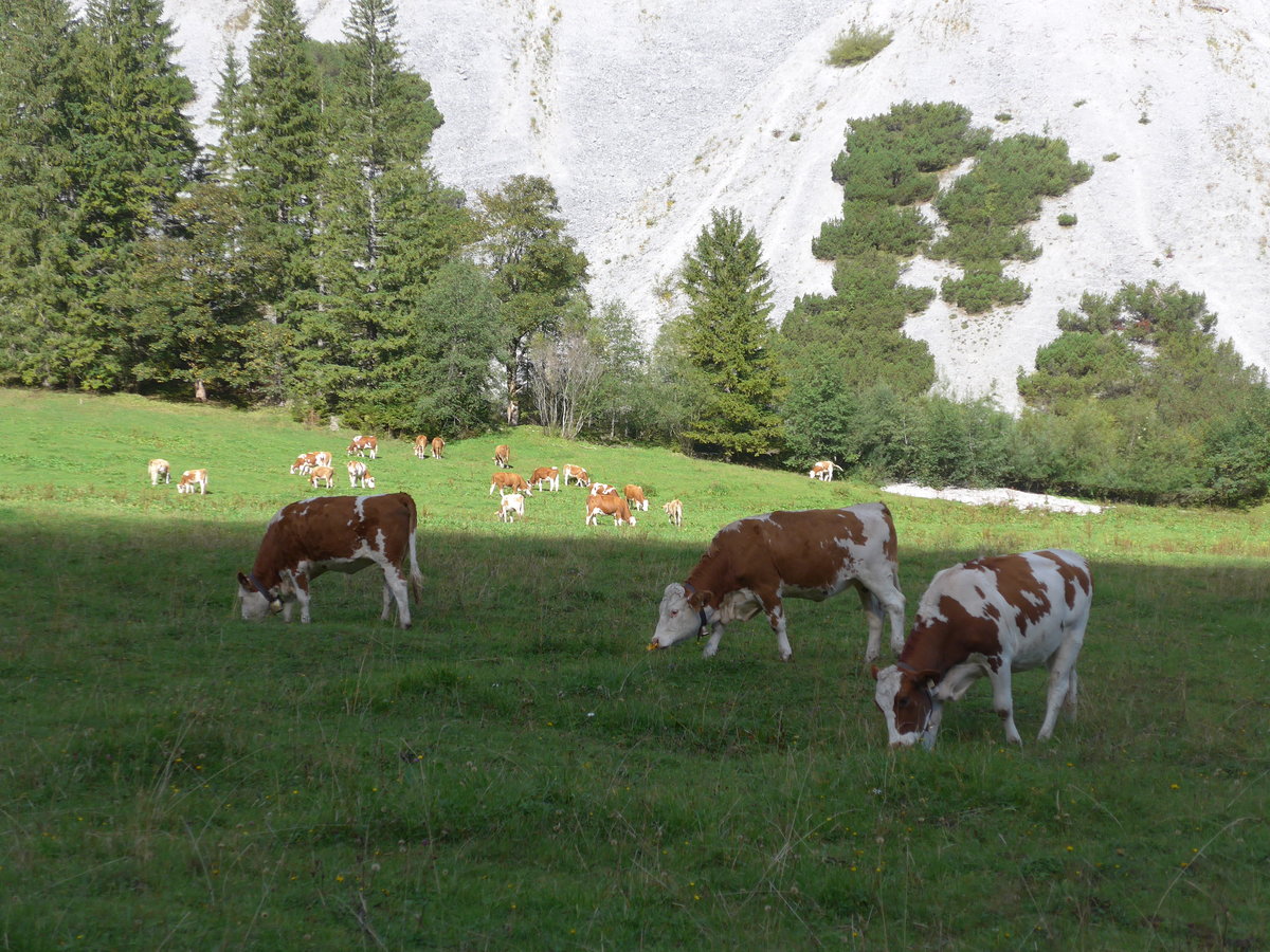 (196'754) - K�lber am 11. September 2018 auf der Gramai Alm