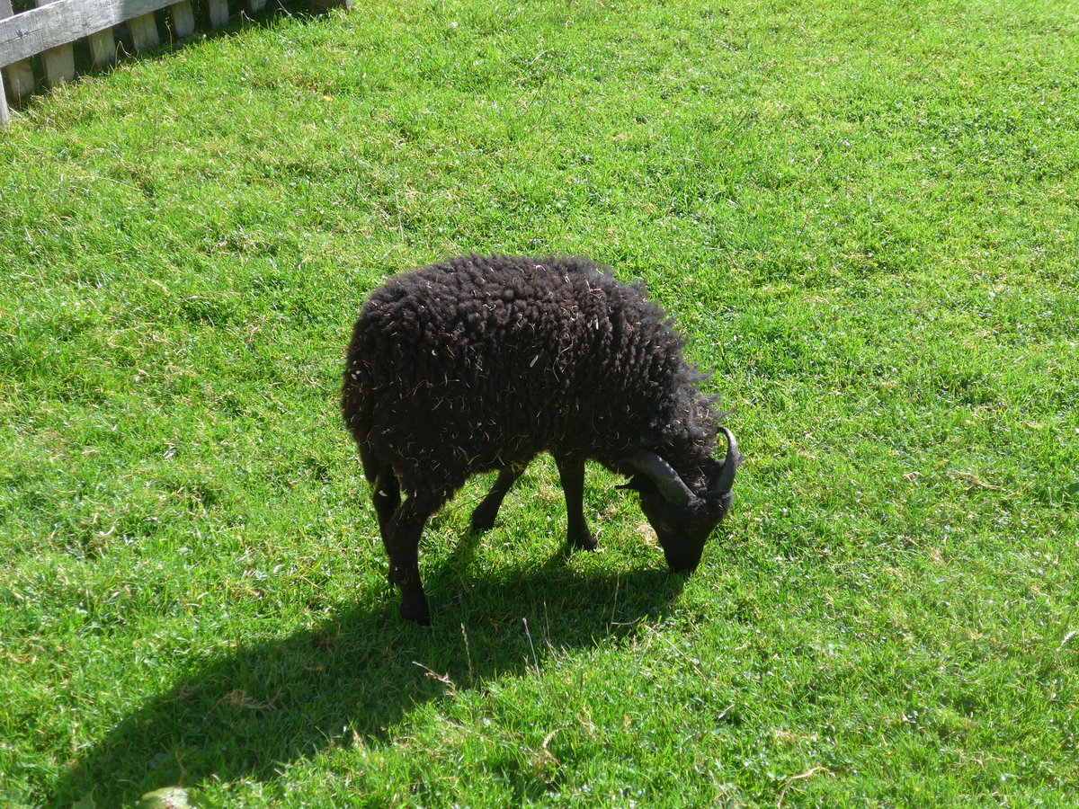 (196'756) - Ein Zwergschaf am 11. September 2018 auf der Gramai Alm