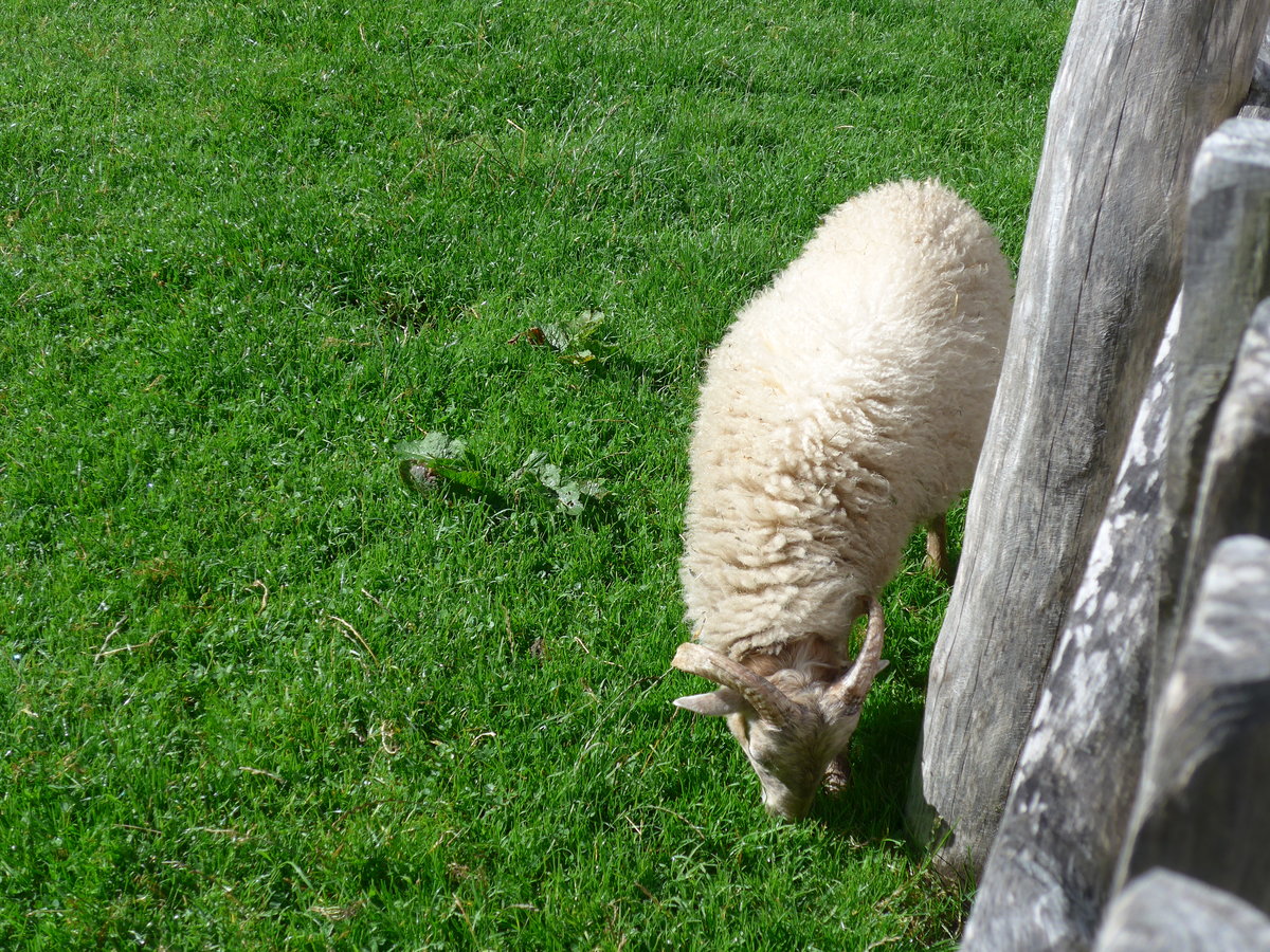 (196'757) - Ein Zwergschaf am 11. September 2018 auf der Gramai Alm