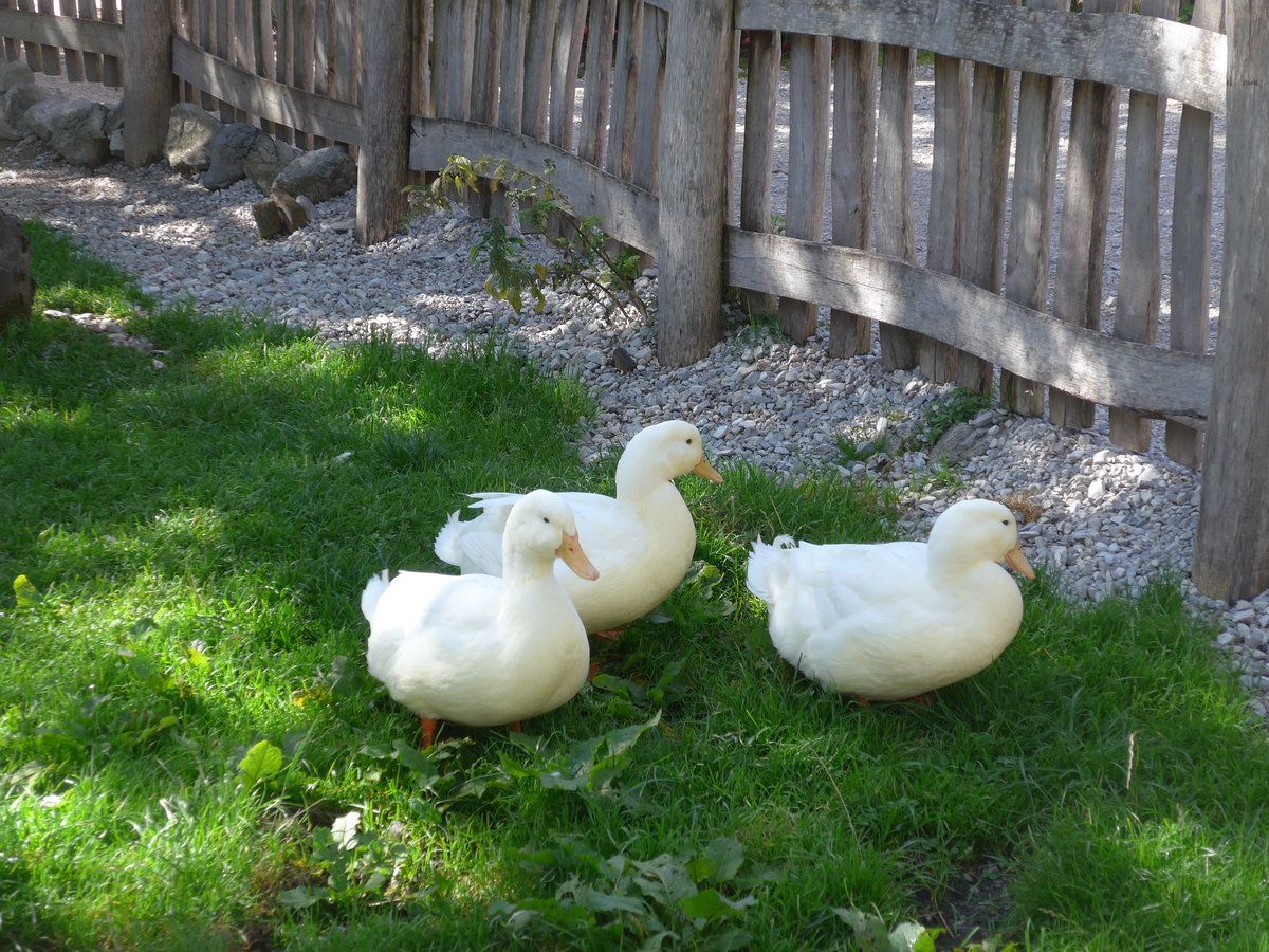 (196'759) - Drei G�nse am 11. September 2018 auf der Gramai Alm