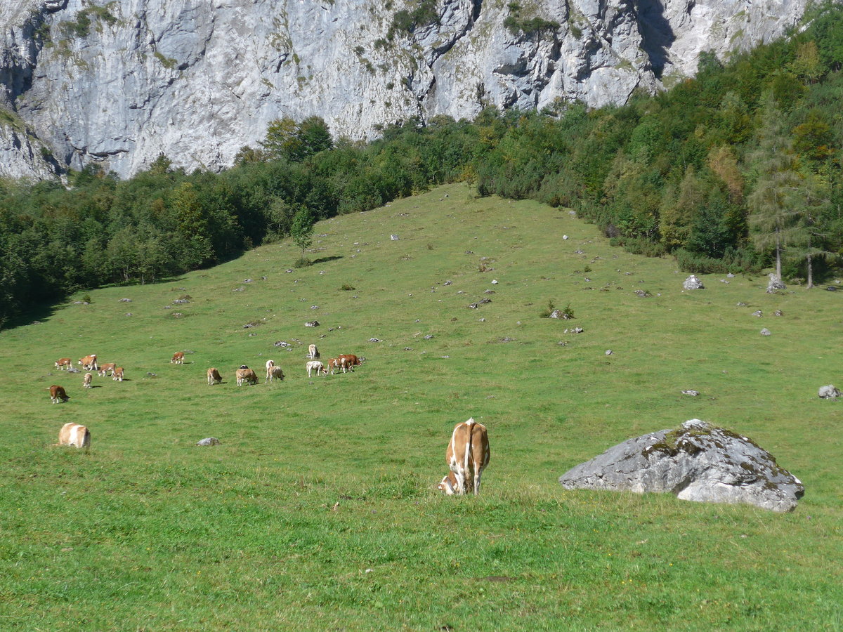 (196'761) - Widende K�he am 11. September 2018 auf der Gramai Alm