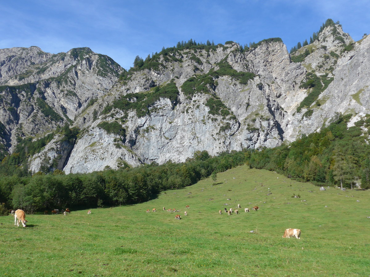 (196'762) - Weidende K�he am 11. September 2018 auf der Gramai Alm