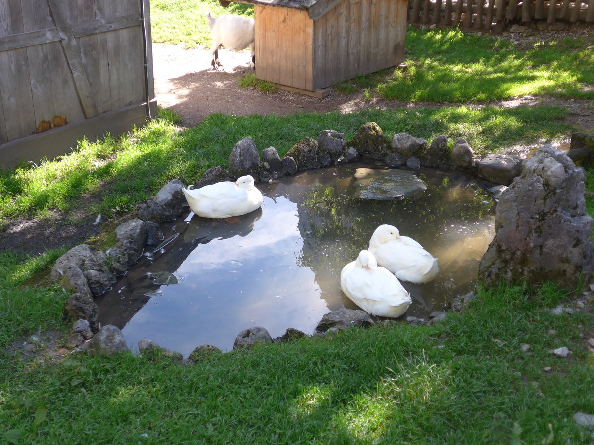 (196'768) - Drei G�nse im Wasser am 11. September 2018 auf der Gramai Alm