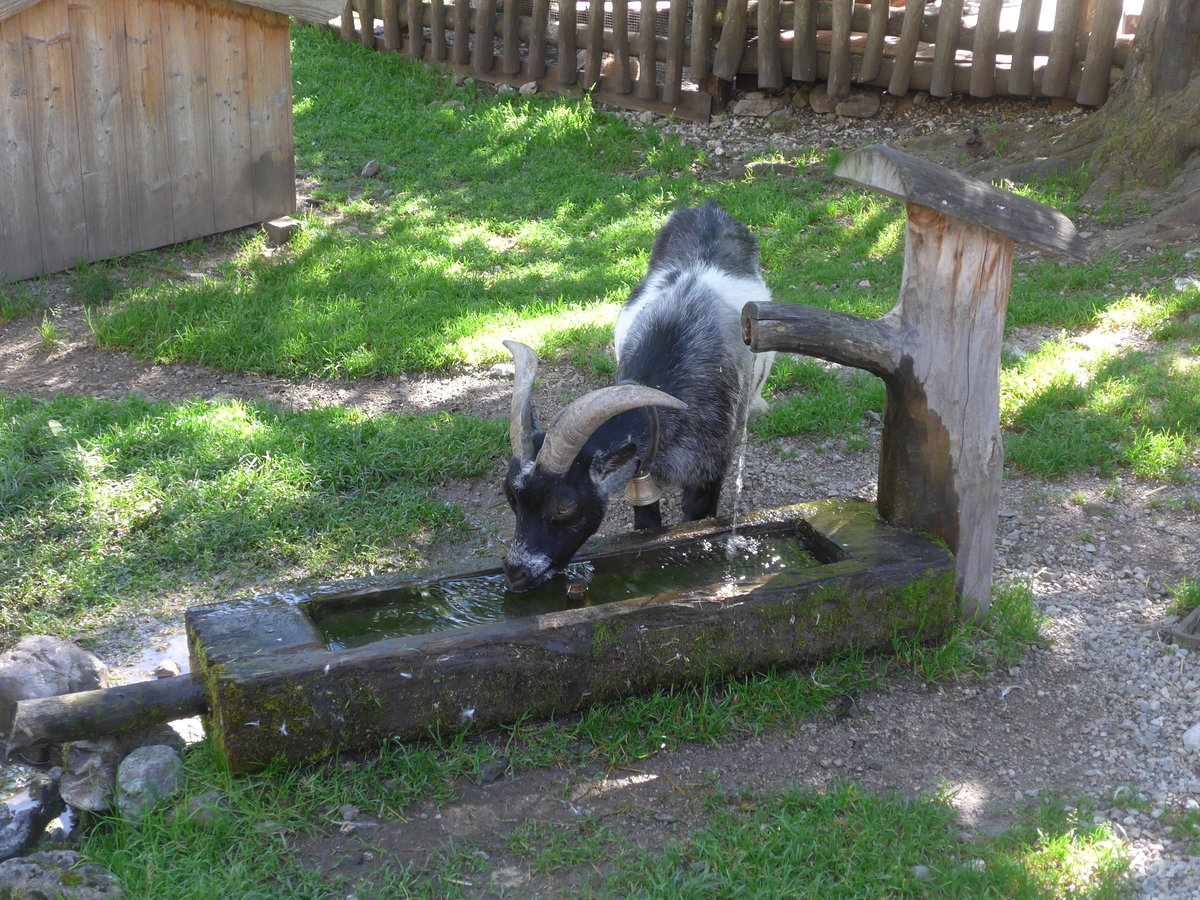 (196'769) - Durstige Ziege am Brunnen am 11. September 2018 auf der Gramai Alm