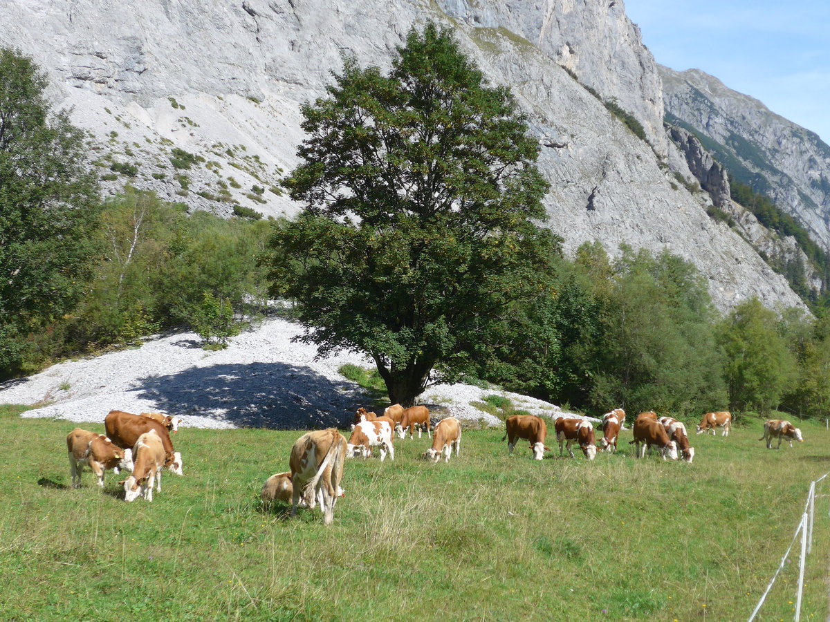 (196'770) - Weidende K�lber am 11. September 2018 auf der Gramai Alm 