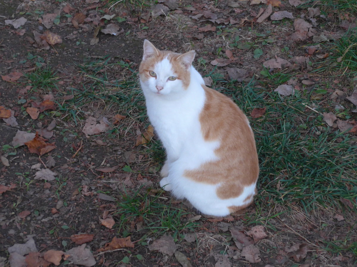 (199'301) - Eine Katze am 12. November 2018 bei Allmendingen