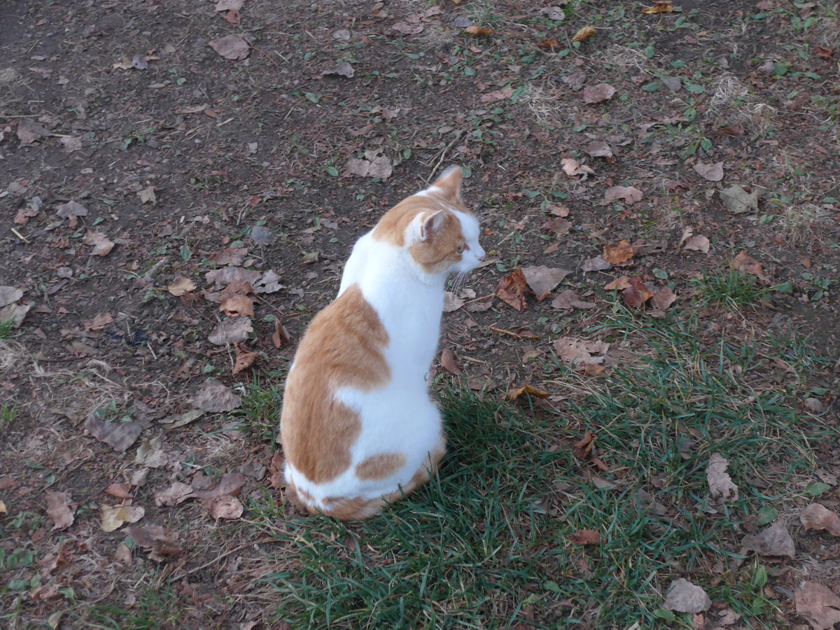 (199'302) - Eine Katze am 12. November 2018 bei Allmendingen