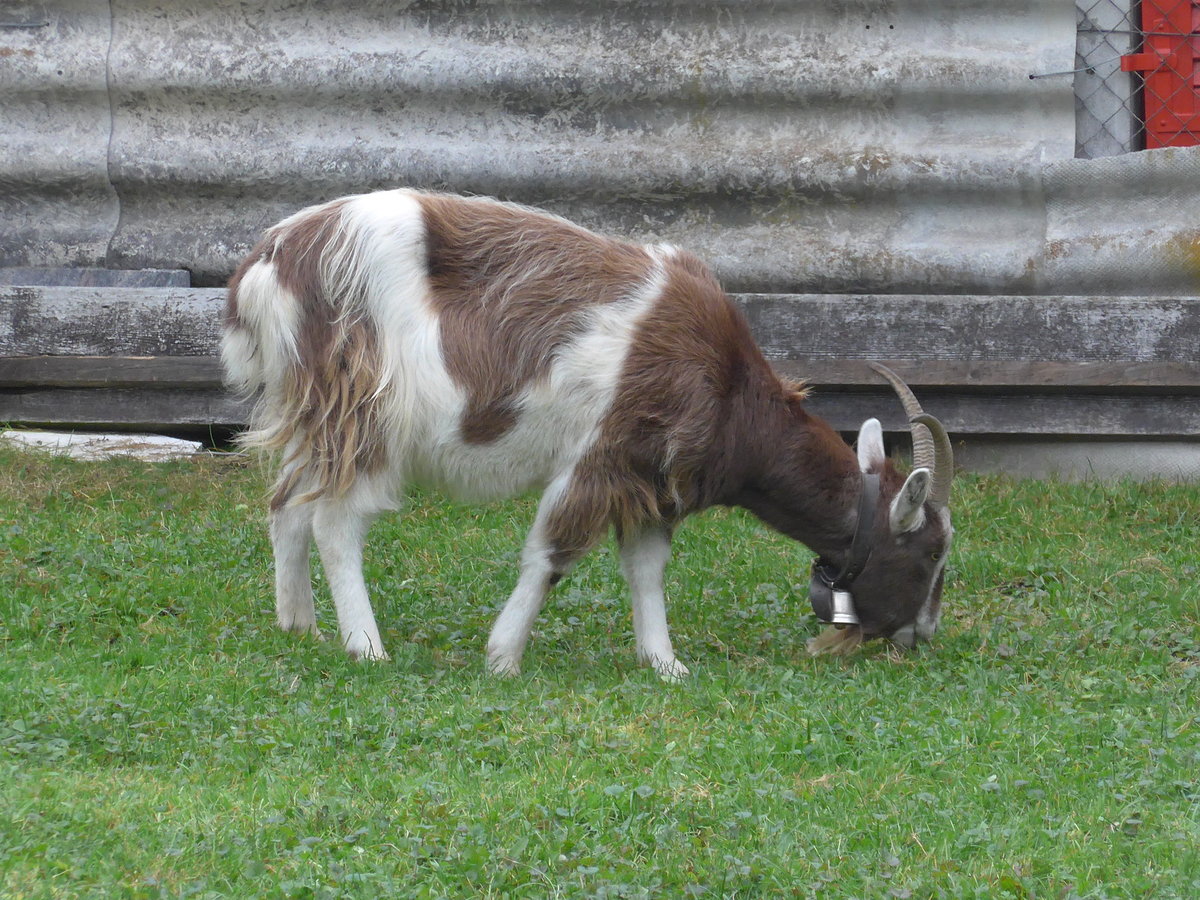 (199'317) - Eine Ziege am 18. November 2018 in Littau