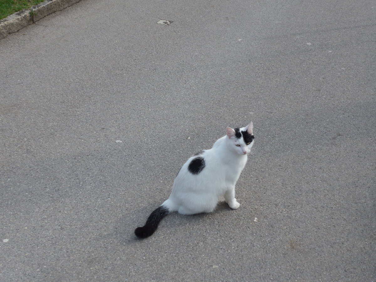 (203'576) - Katze am 13. April 2019 in Moutier