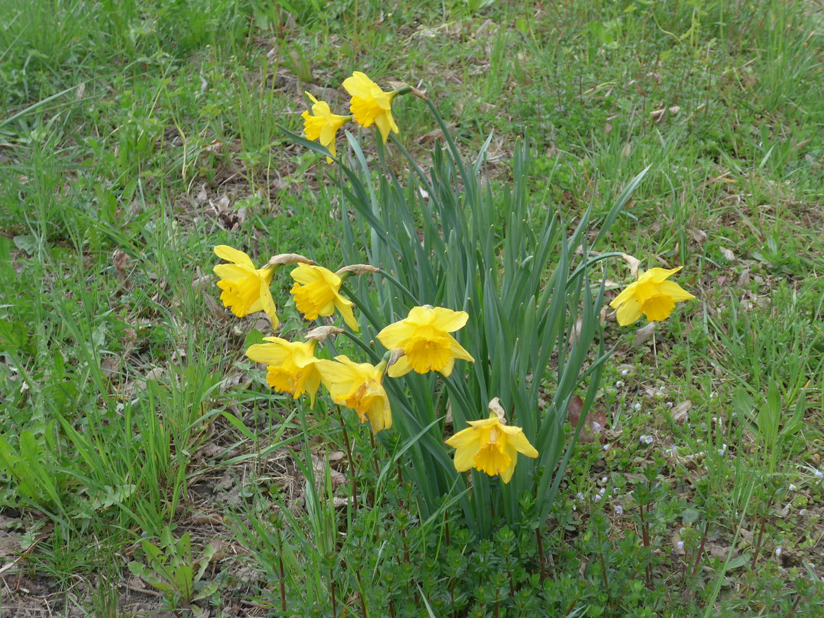 (203'647) - Aprilglocken am 14. April 2019 in Kiesen