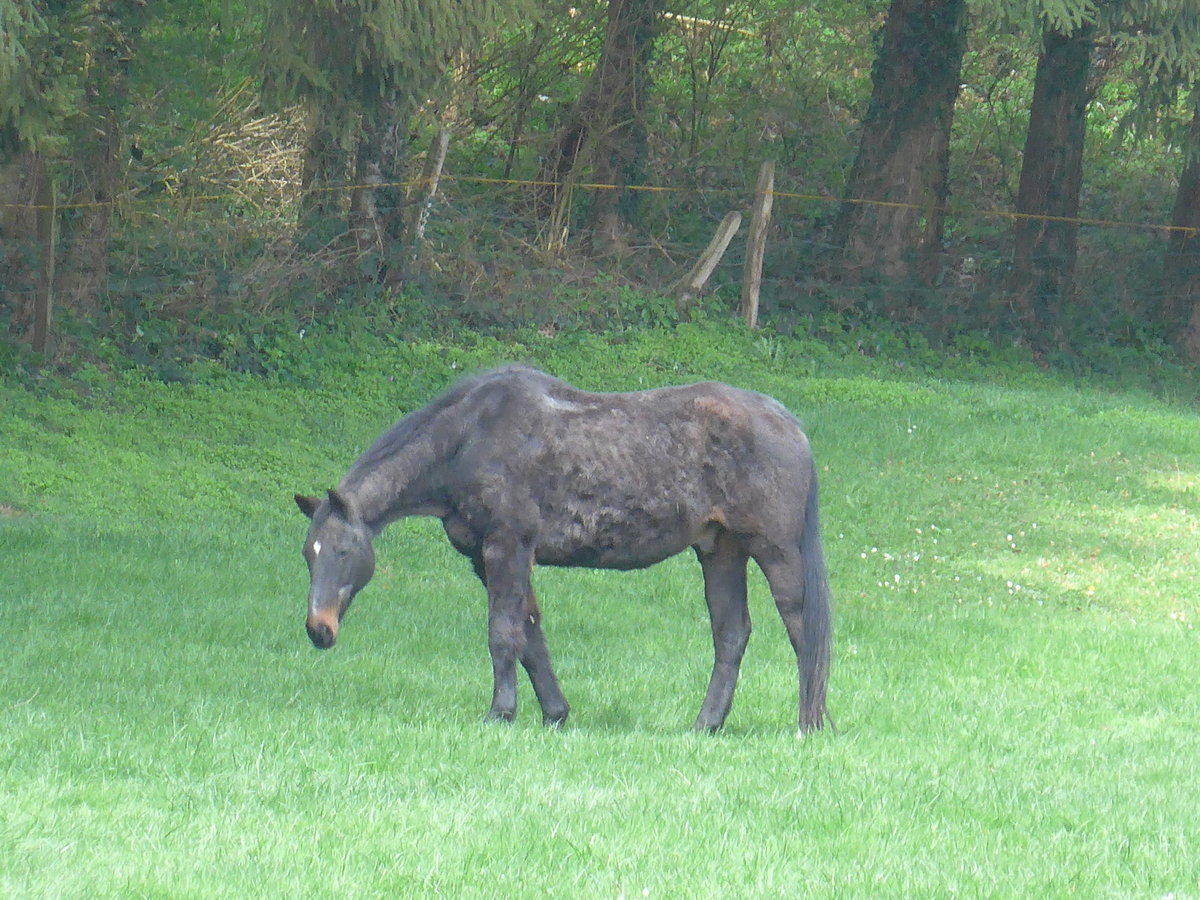 (203'723) - Pferd am 15. April 2019 in Beurnev�sin