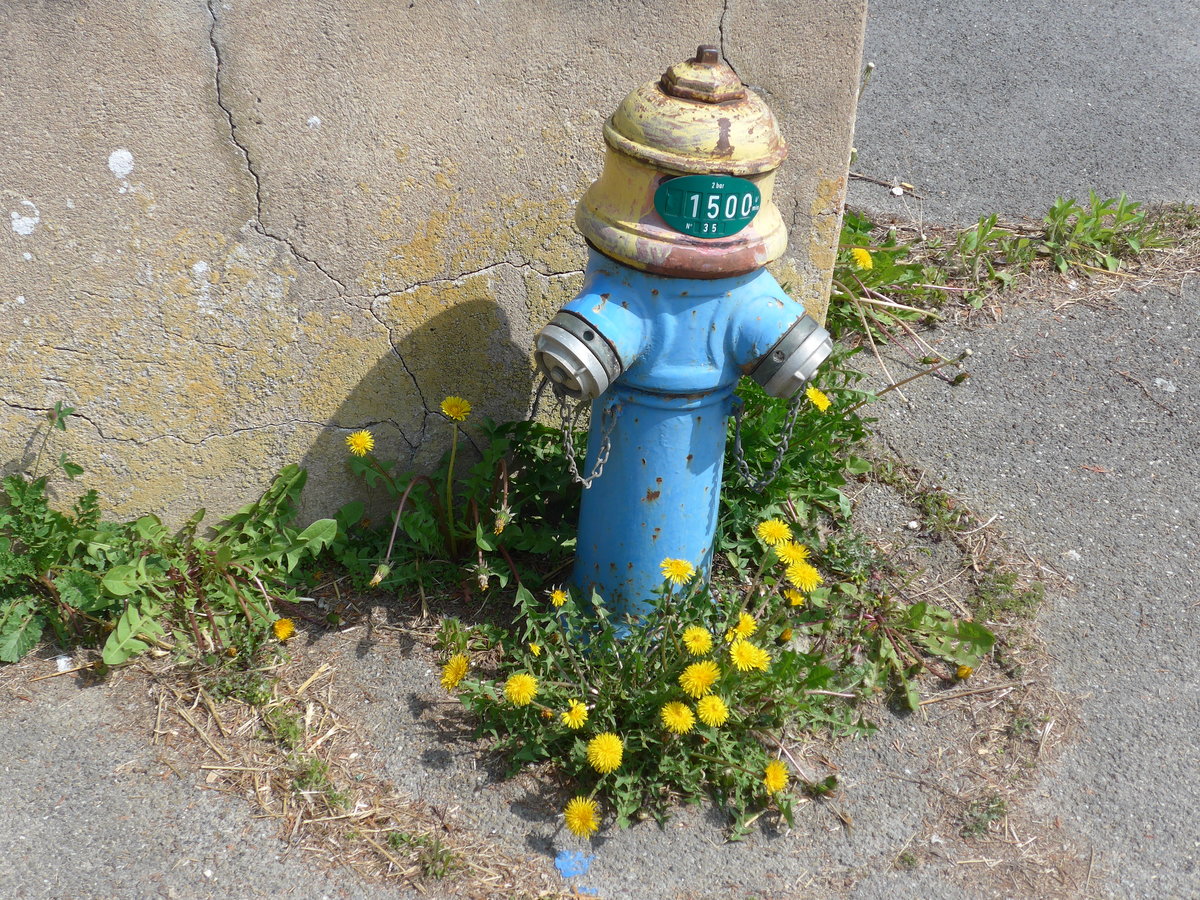 (203'741) - Hydrant - Nr. 35 - umgeben von L�wenzahn am 15. April 2019 beim Bahnhof Bonfol