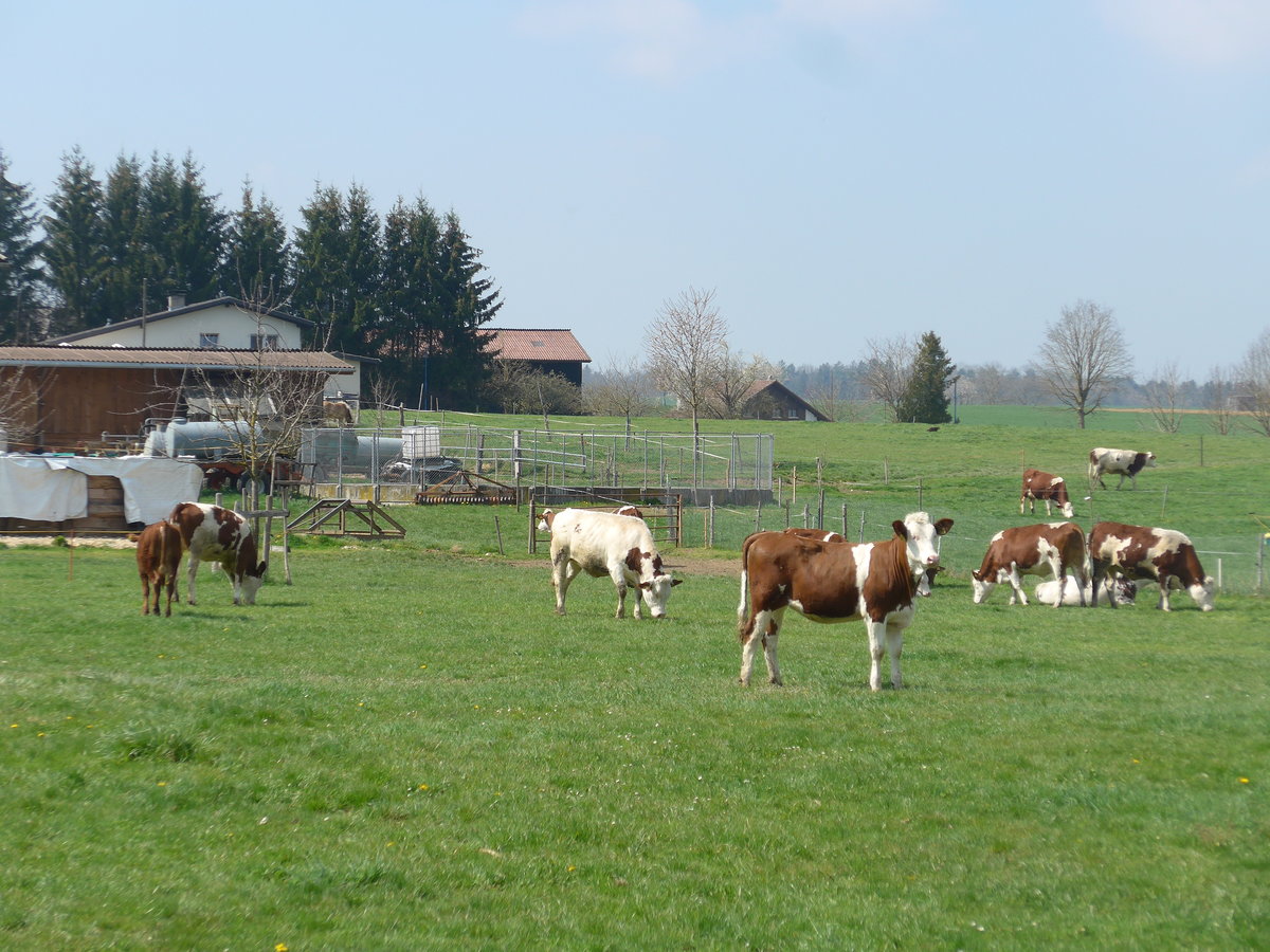 (203'753) - K�lber am 15. April 2019 in Vendlincourt