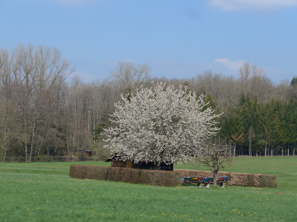 (203'755) - Bl�hender Baum und Bienenhaus am 15. April 2019 in Vendlincourt