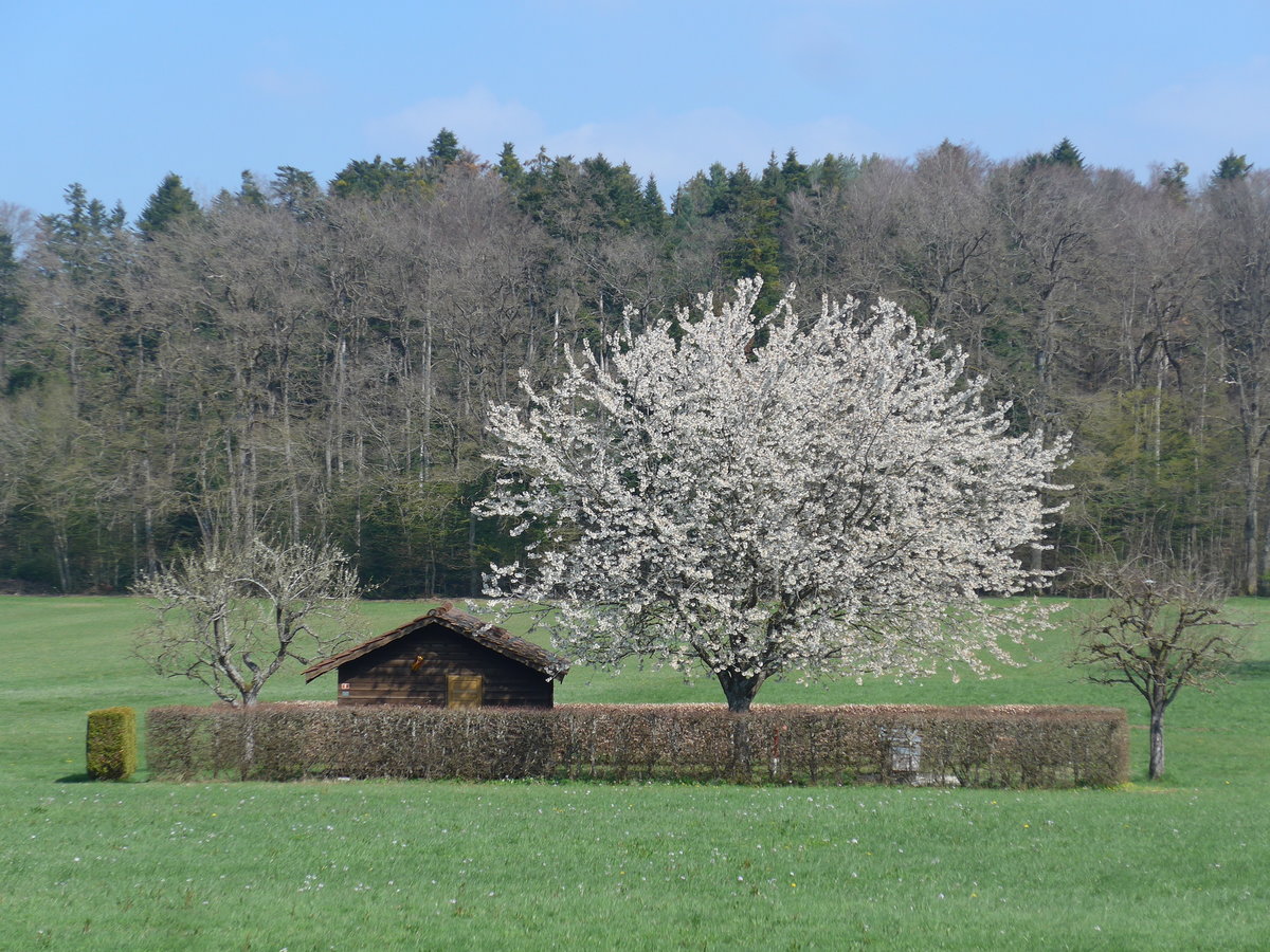 (203'756) - Bienenhaus und bl�hender Baum am 15. April 2019 in Vendlincourt
