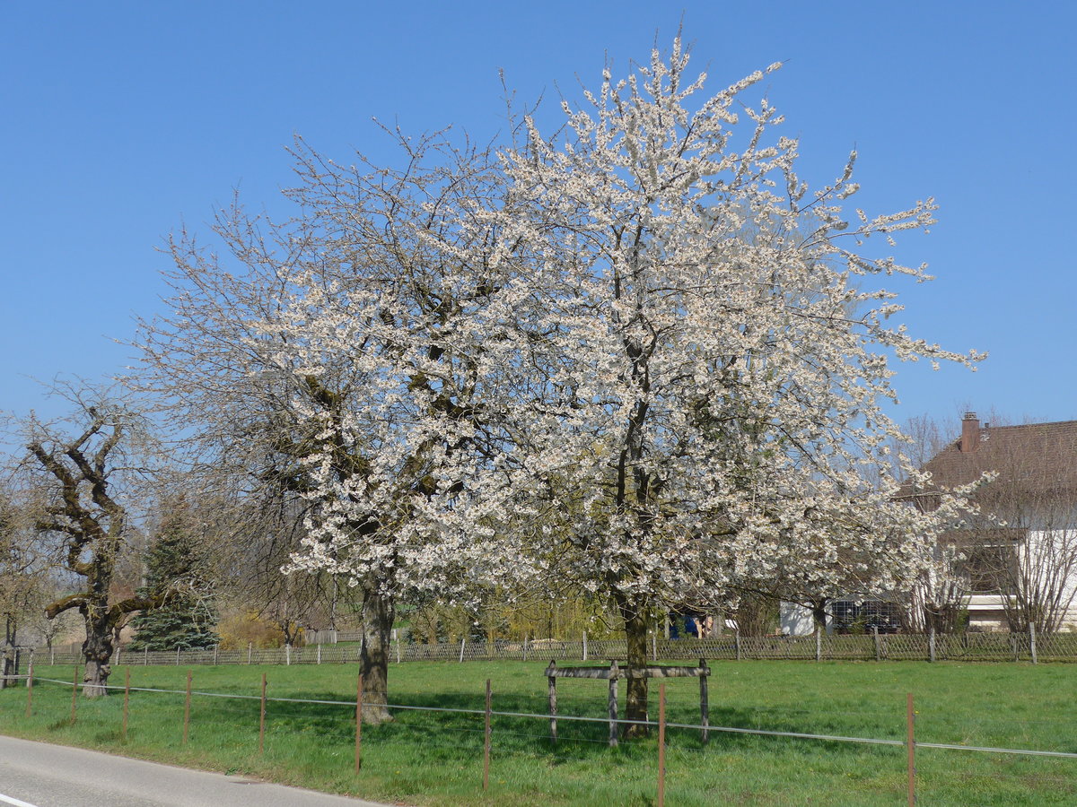 (203'763) - Bl�hender Baum am 15. April 2019 in Vendlincourt