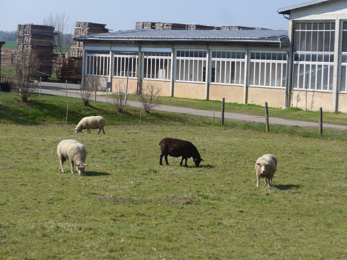 (203'764) - Schafe am 15. April 2019 in Vendlincourt