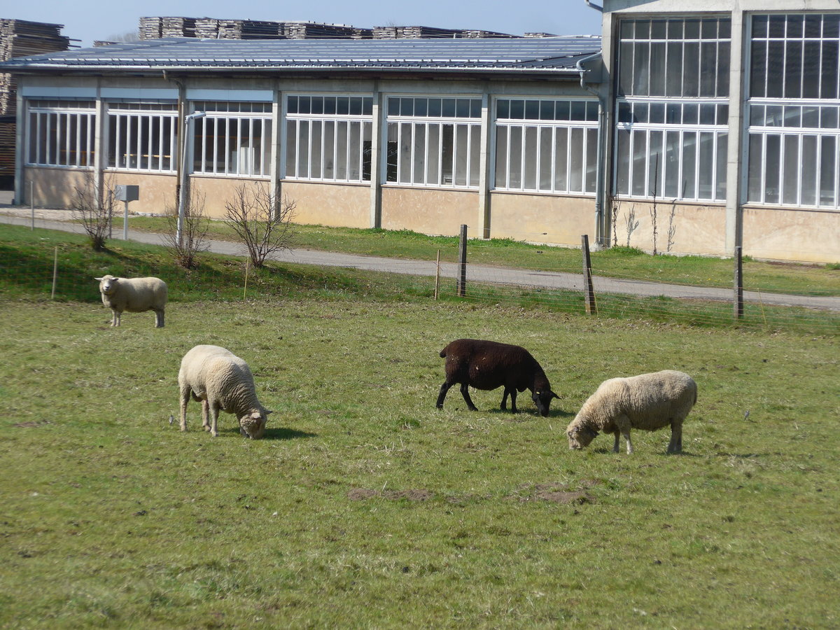(203'765) - Schafe am 15. April 2019 in Vendlincourt