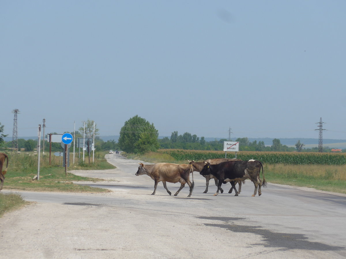 (206'988) - K�he �berqueren die Strasse am 3. Juli in Levski
