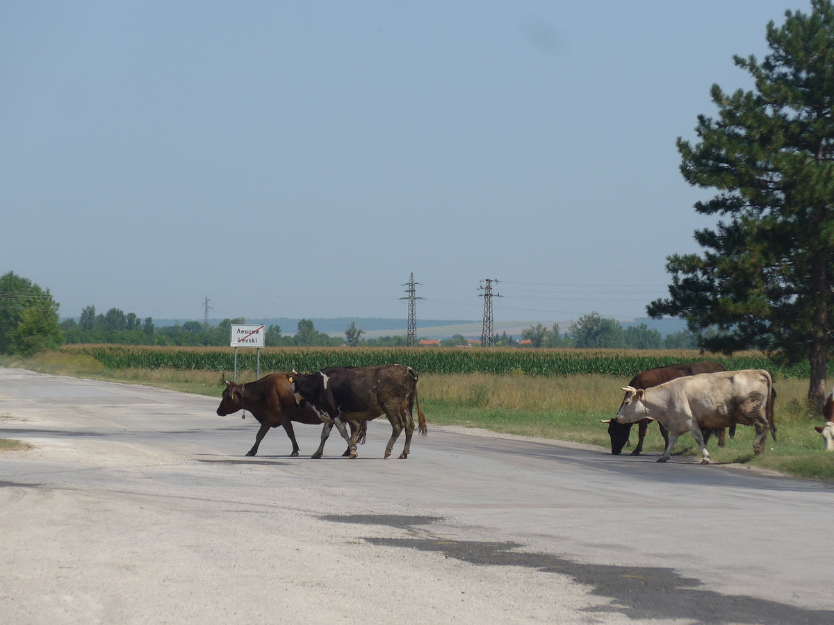 (206'990) - K�he �berqueren die Strasse am 3. Juli 2019 in Levski