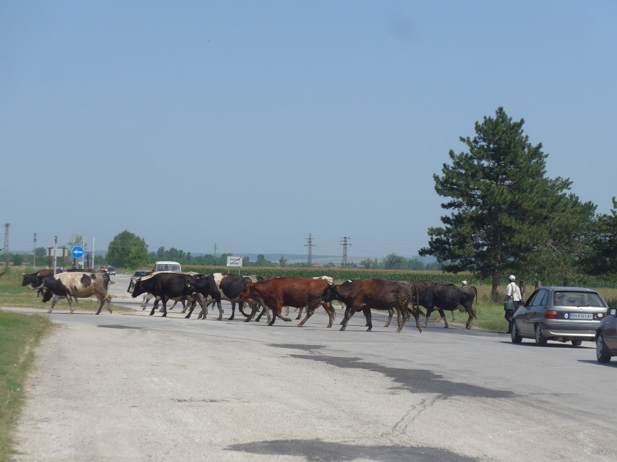(206'991) - K�he �berqueren die Strasse am 3. Juli 2019 in Levski