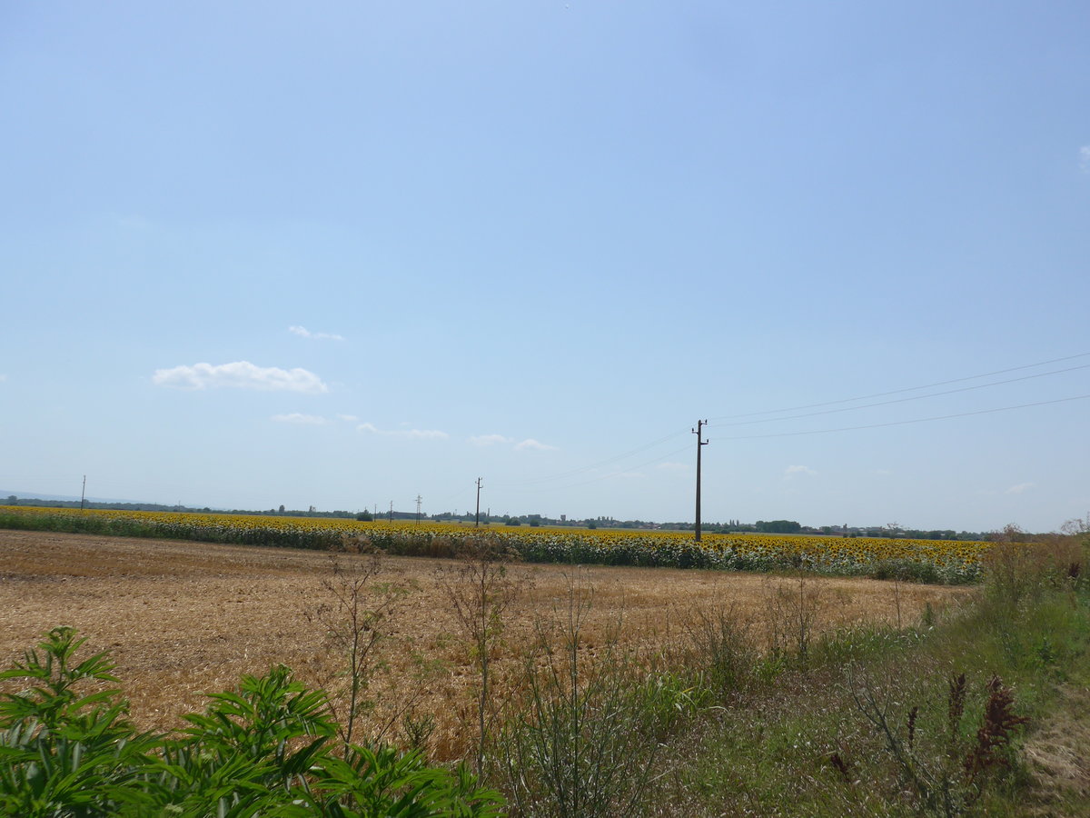 (207'054) - Sonnenblumenfeld am 3. Juli 2019 bei Levski