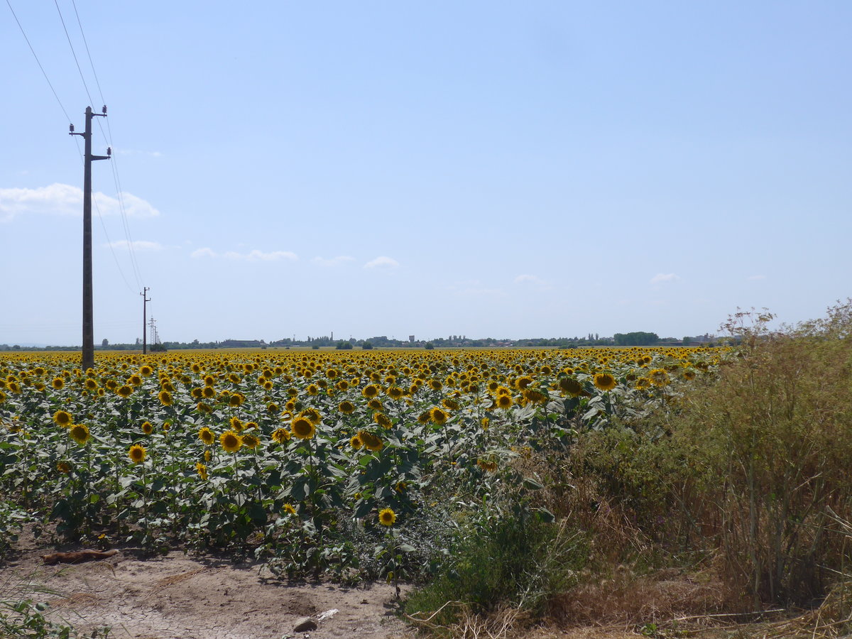 (207'055) - Sonnenblumenfeld am 3. Juli 2019 bei Levski