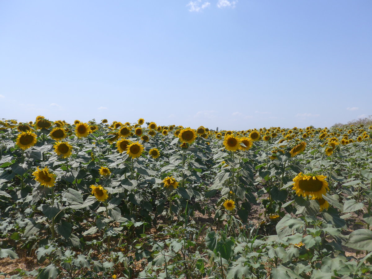 (207'057) - Sonnenblumenfeld am 3. Juli 2019 bei Levski