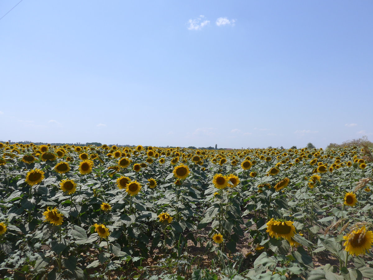 (207'058) - Sonnenblumenfeld am 3. Juli 2019 bei Levski