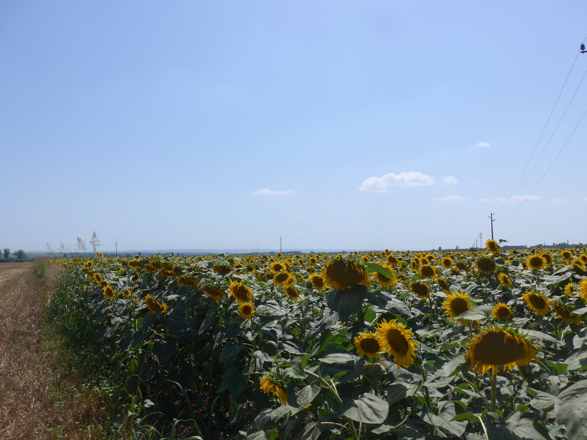(207'059) - Sonnenblumenfeld am 3. Juli 2019 bei Levski